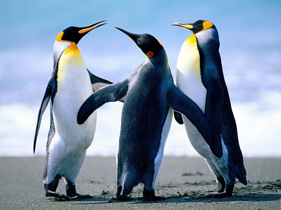ペンギン ペンギン