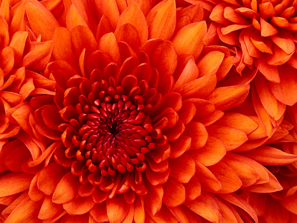 菊 菊
