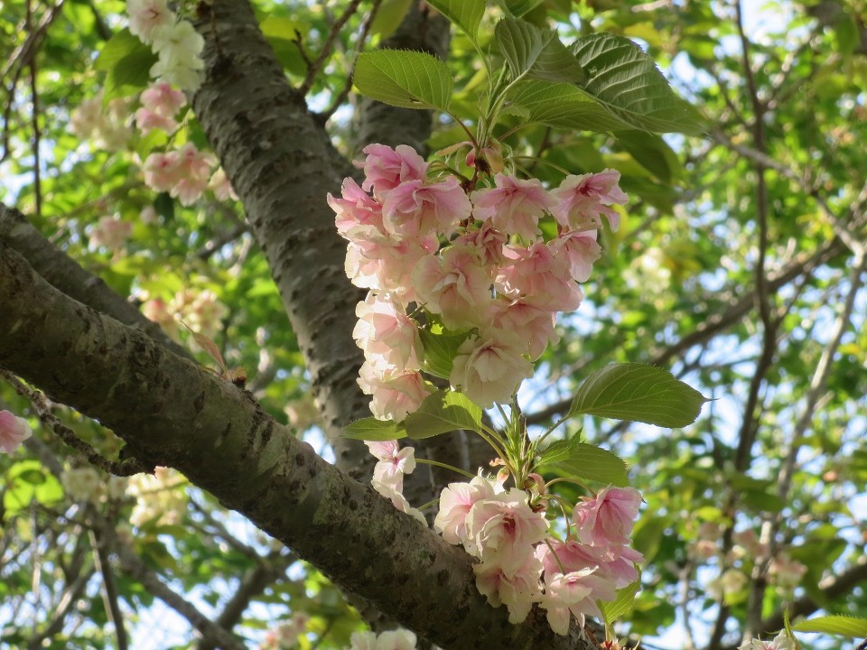 御衣黄桜 御衣黄桜