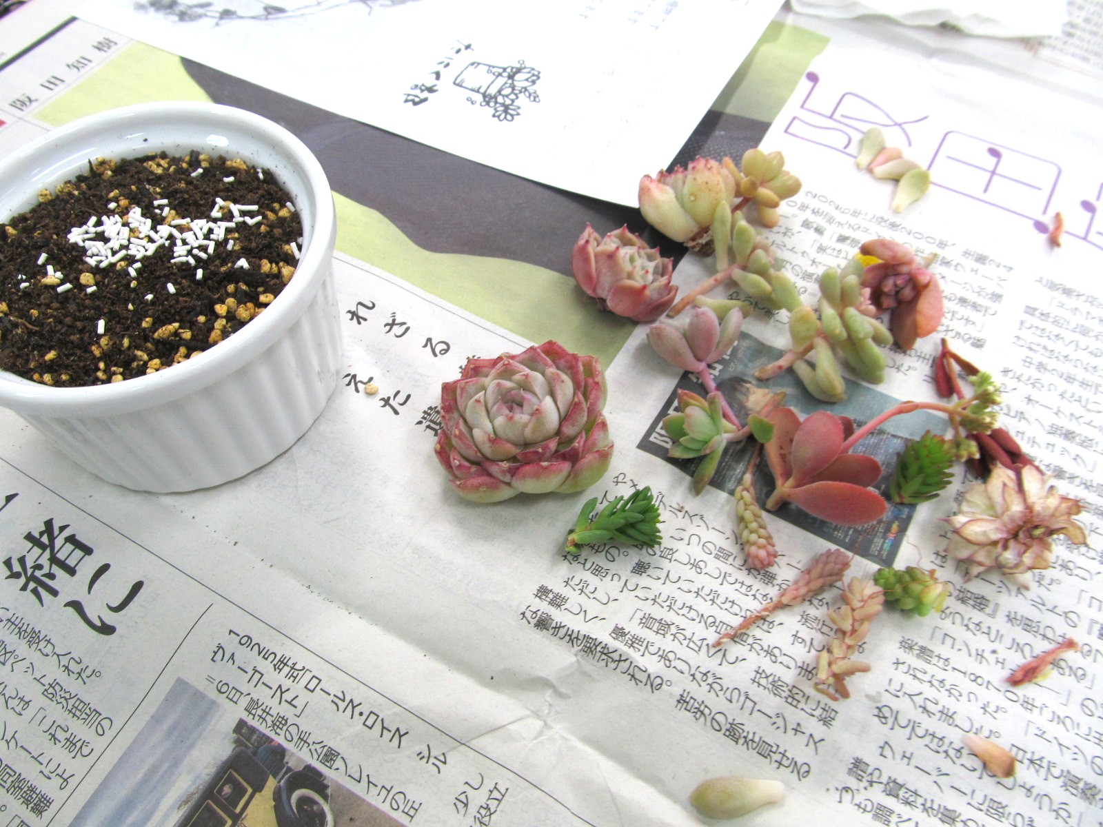 �����A���̊񂹐A���̗l�q